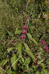 American beautyberry